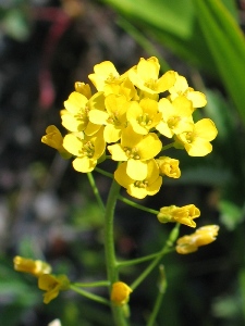 Draba spp.